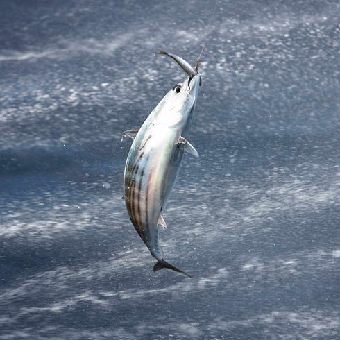 Atún de las Azores con pimiento 120g